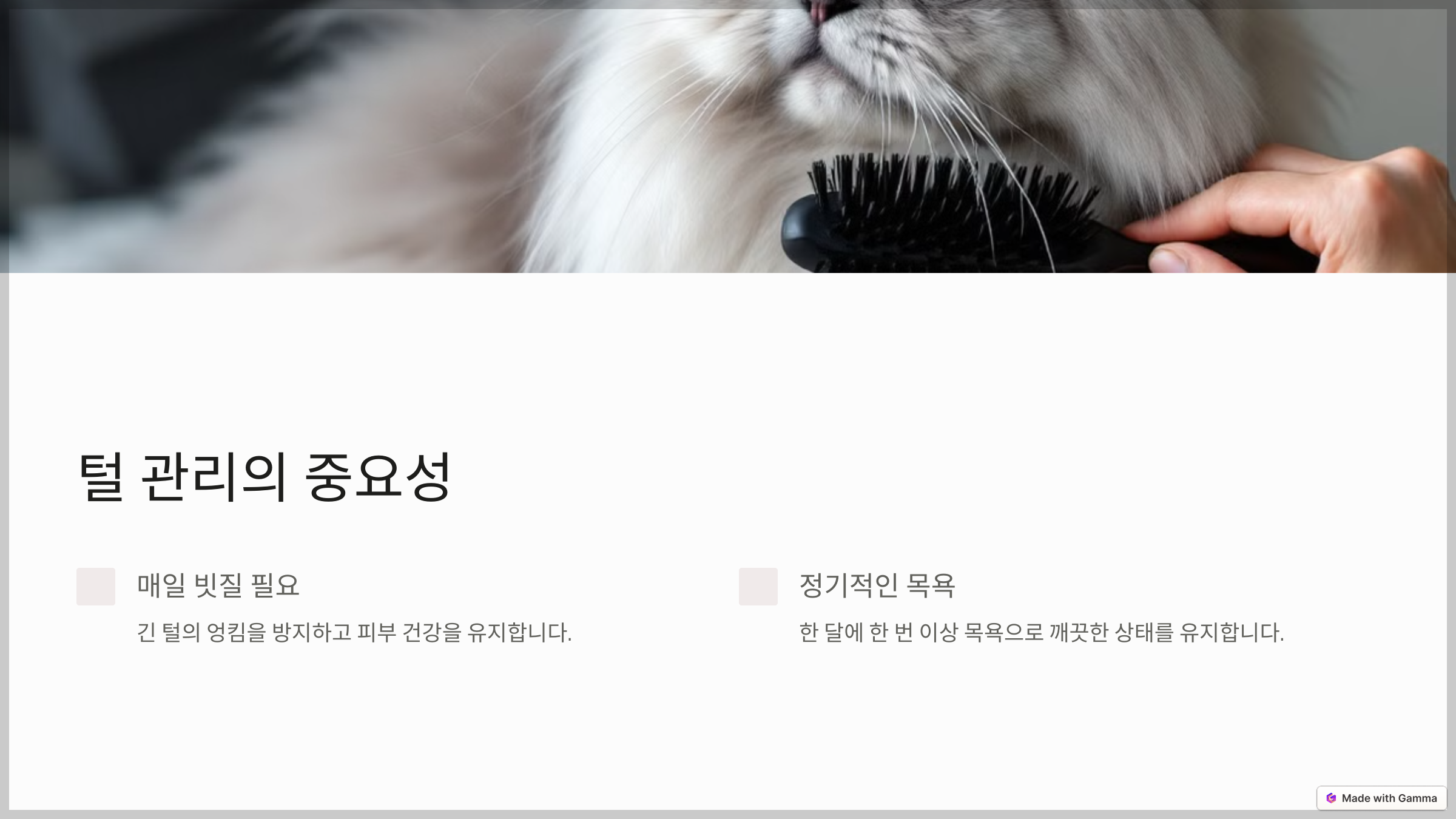 페르시안 친칠라의 털 관리