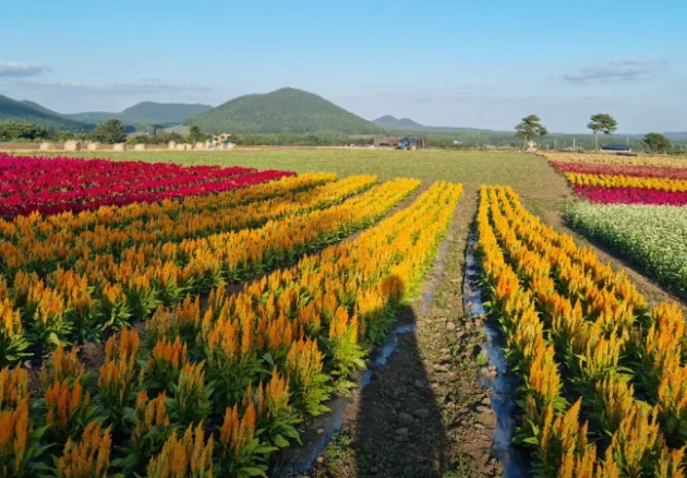 보롬왓-생방송오늘저녁