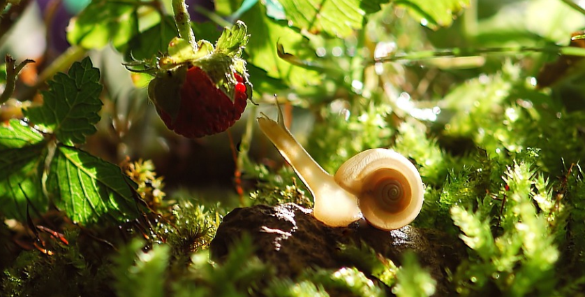 달팽이 점액으로 만든 뮤신 콜라겐? 퓨리카뮤신 성분 및 효능 알아보기