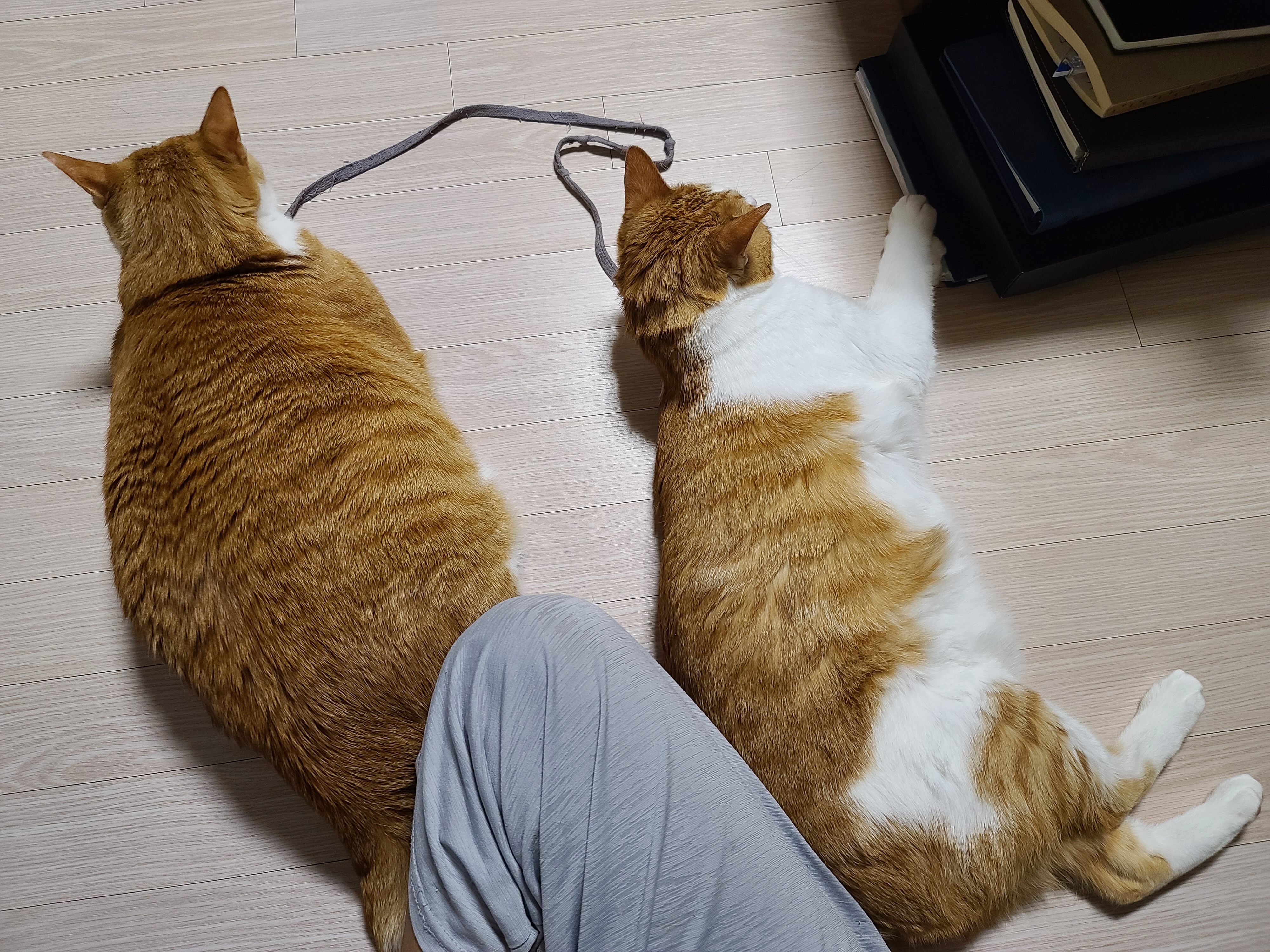 6일만에 엄마를 본 고양이들의 반응은?! 아홉고양이들의 반응.