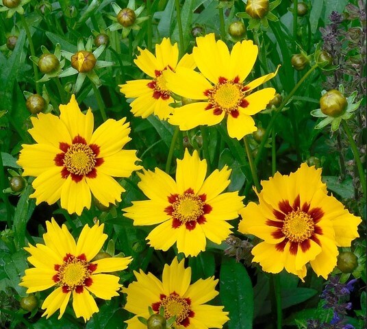 8월에-피는-꽃들의-의미-특징-꽃말