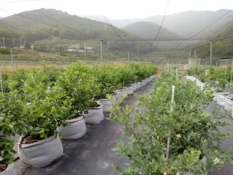 블루베리 재배 산도 조절 피트모스 혼합 여름 관수_7