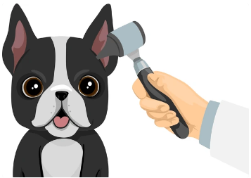 강아지의 귀 질환 검사 이미지