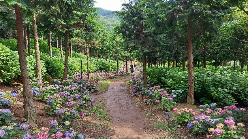 특색있고 아름다운 민간 정원 30선 추천 여행 - 21. 보성 성림정원