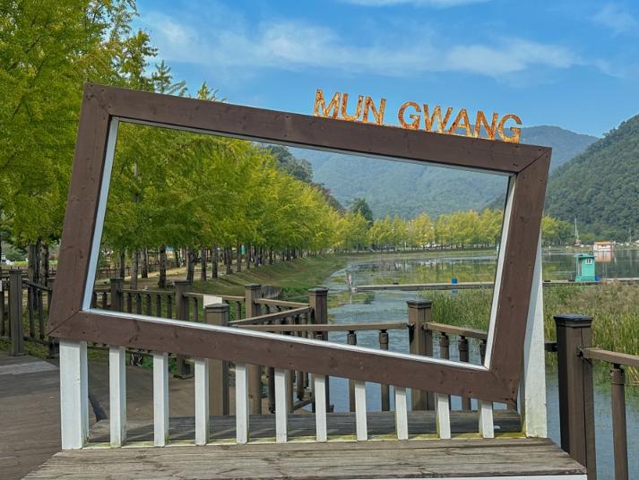 문광저수지 은행나무길6