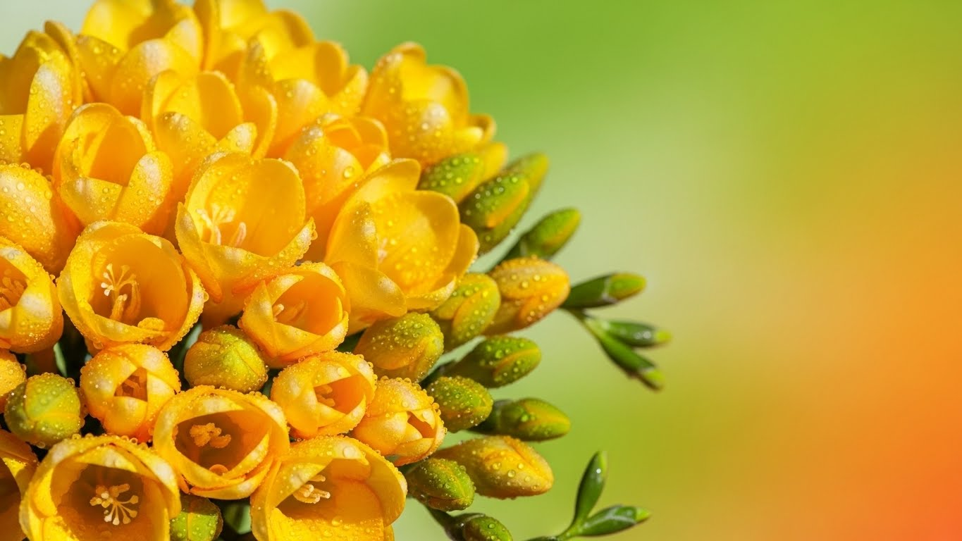 프리지아 꽃말: 새로운 시작을 응원하는 '희망'과 '순결'의 메시지