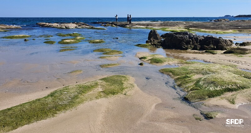 아야진-해변-해수욕장-스위밍터틀-강원도-고성-오션뷰-카페