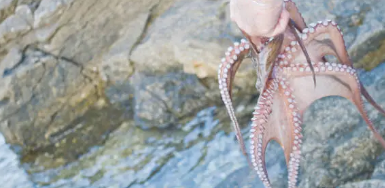 제주도에서 해루질 직접 해보기