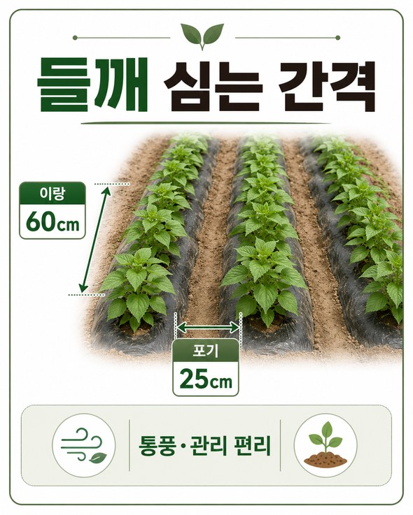들깨 파종시기