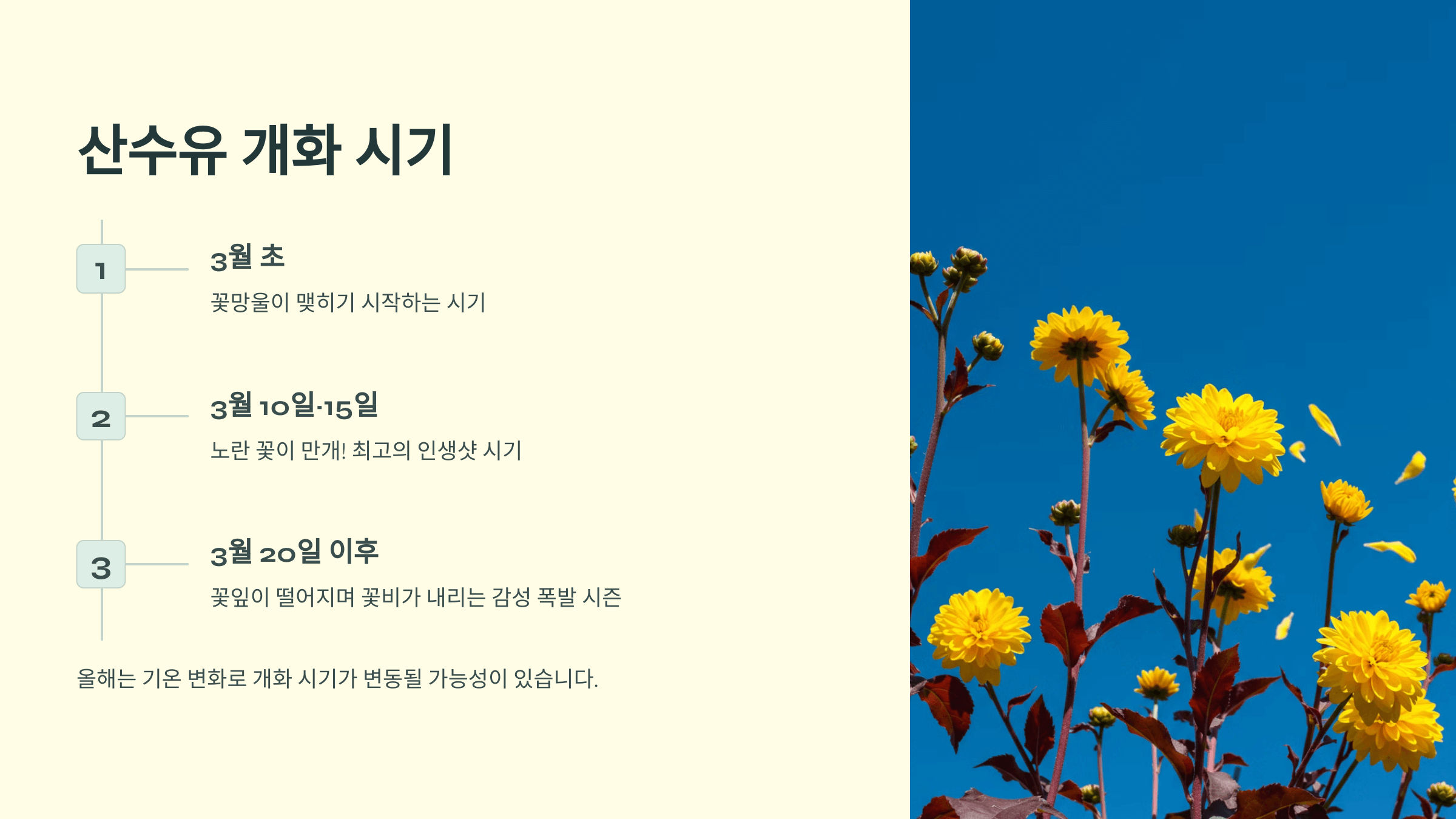 2025 구례 산수유꽃축제 기간(일정), 실시간 개화시기,주변 맛집