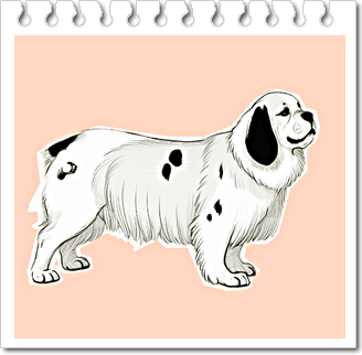 안녕soni
사냥견
클러버 스패니얼(Clumber Spaniel)