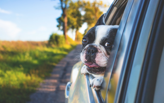 운전면허증 갱신