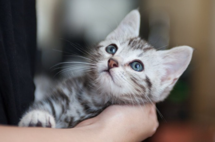 안기는 아기 고양이.