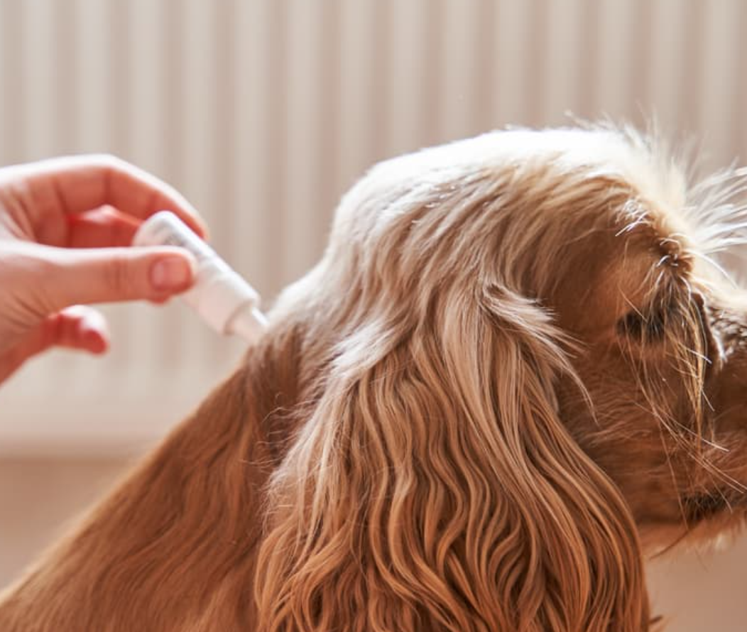 강아지 퇴치제 기피제