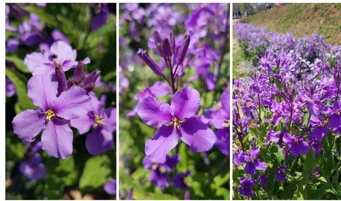 강화도 청유채꽃 ❘ 보라빛 유채꽃의 향연! 인천 근교 봄 여행 추천 ❘ 개화 시기 & 꿀팁 안내