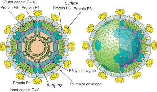 사이토바이러스