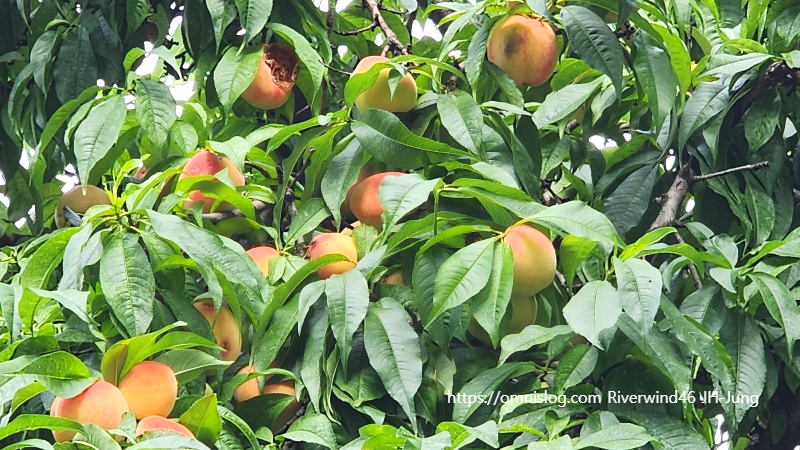 복숭아(桃) Peach