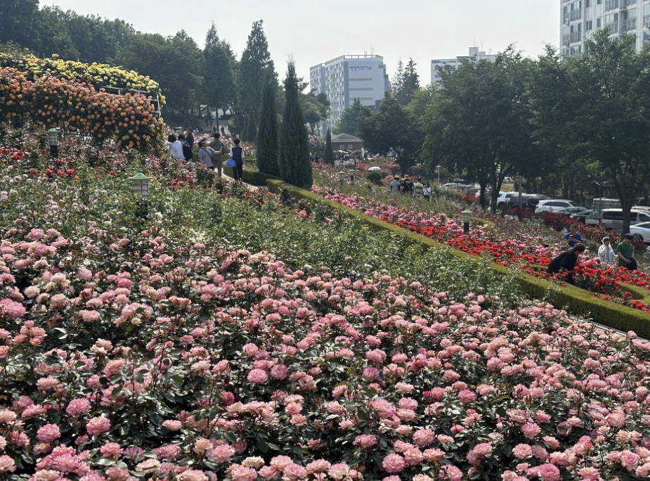 부천 백만송이 장미축제 전경
