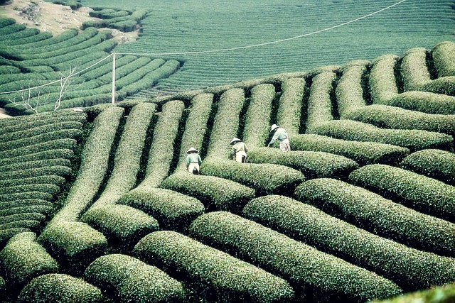 농업경영체등록확인서