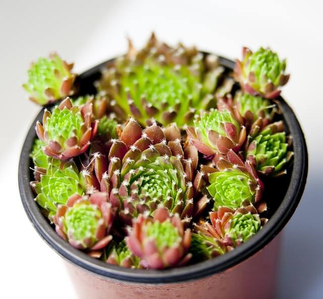 핑크자라고사-키우는-법-다육이-물주기-햇빛-분갈이-과습-예쁜다육이-다육이초보-핑크다육이