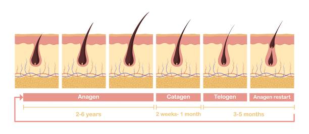 미녹시딜 여자 남자 효능&amp;#44; 탈모치료제 미녹시딜은 지난 몇년간 대세가 되어 온 탈모치료제 중 하나입니다. 미녹시딜은 남성형 탈모와 여성형 탈모 모두에게 효과가 있으며&amp;#44; 외용제 형태로 발매되고 있습니다. 이 글에서는 미녹시딜의 작용 메커니즘&amp;#44; 사용법&amp;#44; 주의사항 등을 자세하게 알아보도록 합니다.