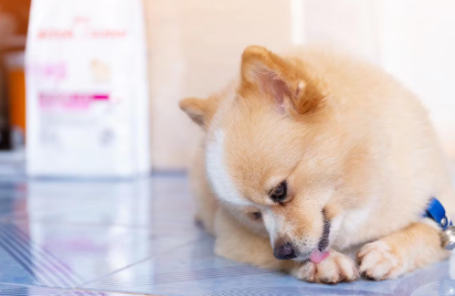 발을 핥는 강아지