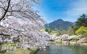 제 2회 남대천 벚꽃축제 기본일정과 프로그램 소개