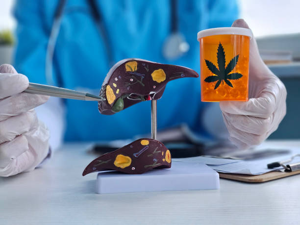 간 수치란? 간 건강과의 관계