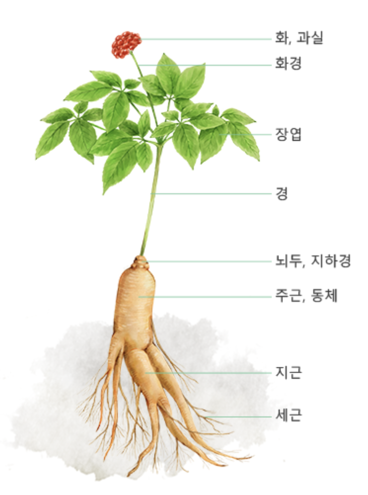 인삼 구성