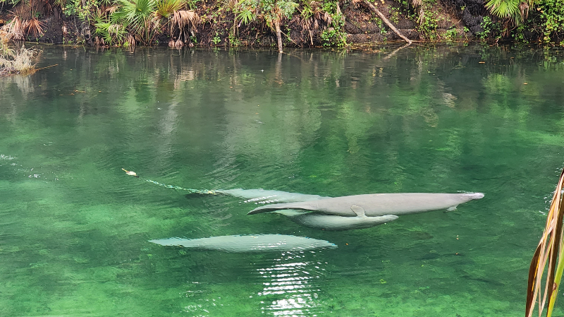 Gentle manatees floating in crystal-clear freshwater spring