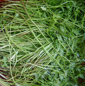 미나리 효능 부작용 고르는법 칼로리