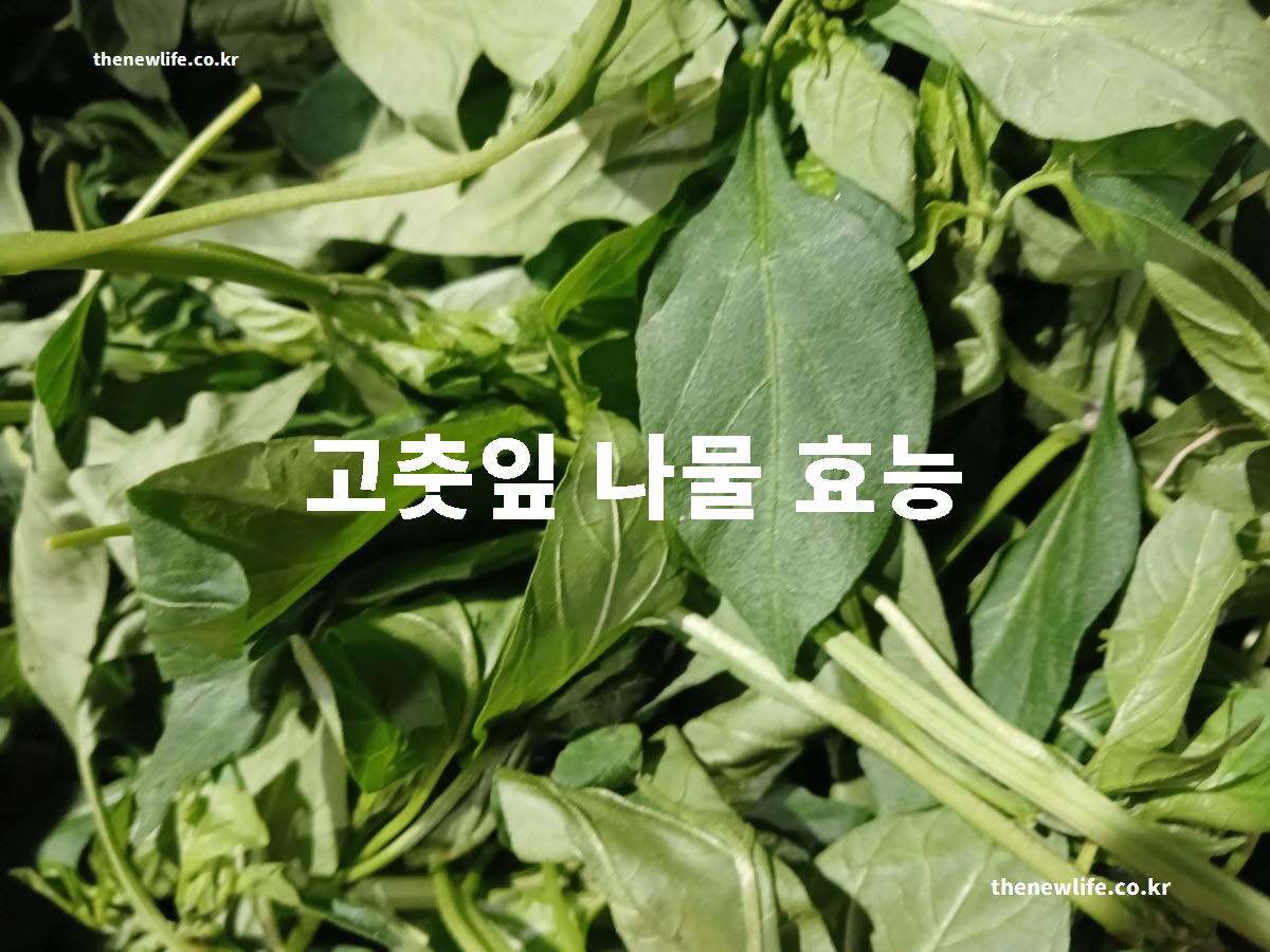 고춧잎 나물 효능 대표 실사진