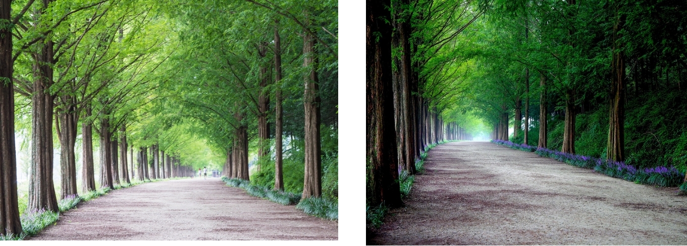 메타세쿼이아길