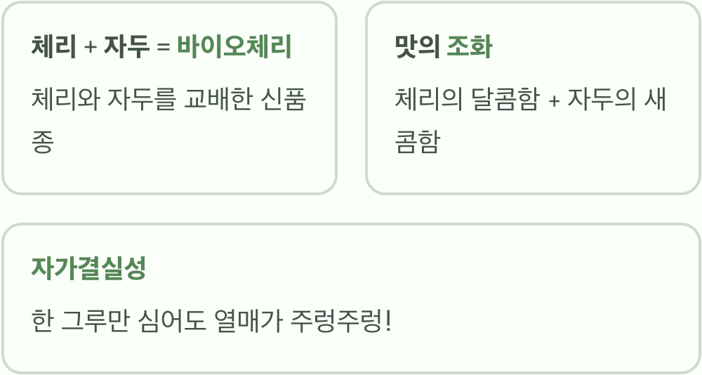 바이오체리, 어떤 과일일까요?