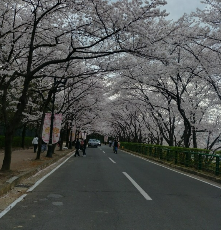 2023년 이월드 블라썸 피크닉 벚꽃 축제 정보 (2023년 벚꽃축제, 지역축제, 3월축제), 83타워, 이월드 벚꽃축제 일정, 추자정보, 요금