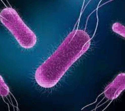 식중독-증상-지속기간-살모넬라균