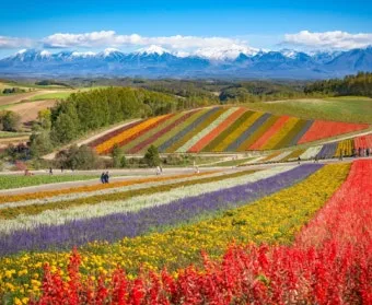 북해도 후라노 라벤더 축제 시즌 개화 시기 이벤트 일정 대표 명소 여행 완벽 가이드_3