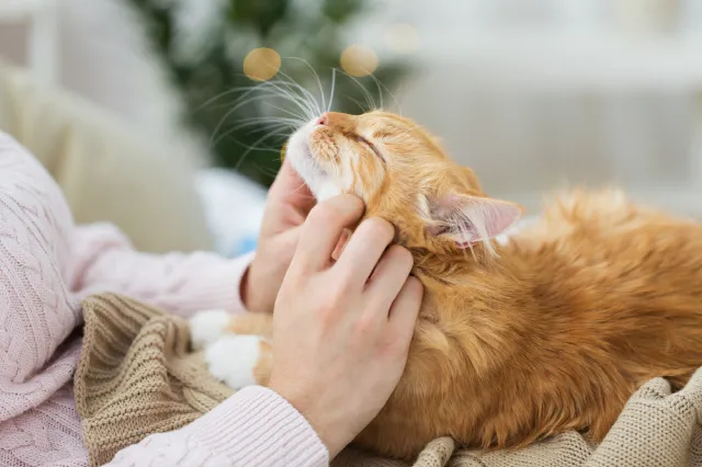 고양이 털 알레르기 완화 방법과 생활 관리 팁_1