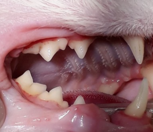 고양이 치아 스케일링