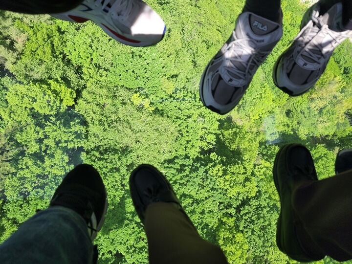 발 아래 보이는 산의 나무들