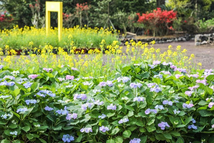 휴애리 봄 수국축제 꽃