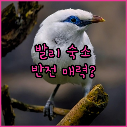 나만 알고 싶은 발리 힐튼 가든 인과..