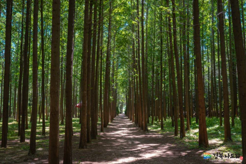 벌영리-메타세콰이어-길(출처-경북관광블로그)