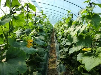 애호박 재배 꽃 관리 수분 받기 토양 배수 개선_4