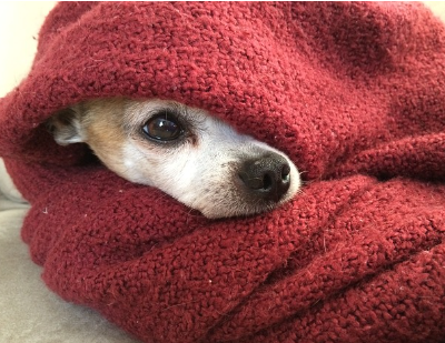 강아지 꿈해몽 의미 30가지