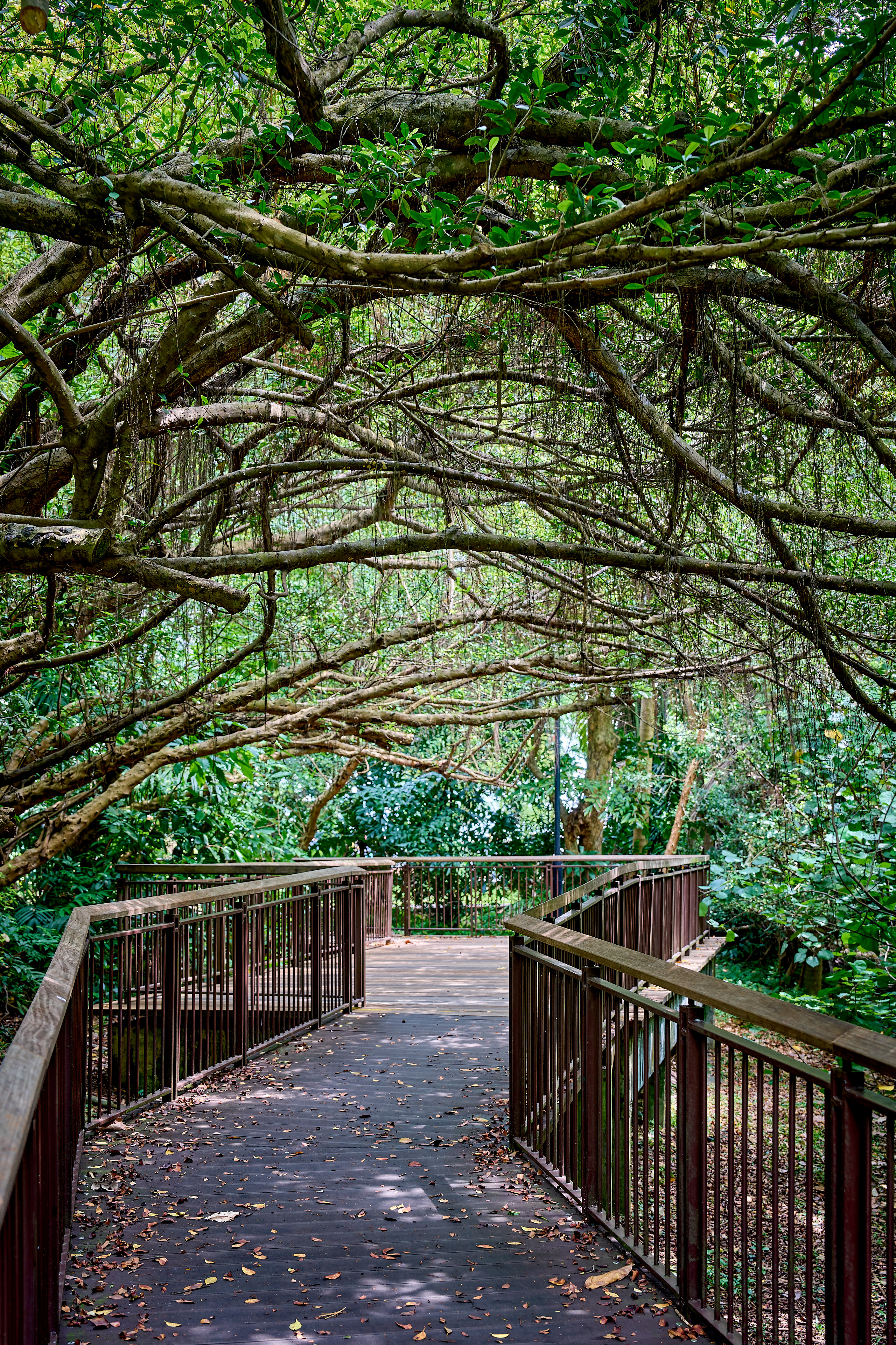 포트 캐닝 파크 트리 터널