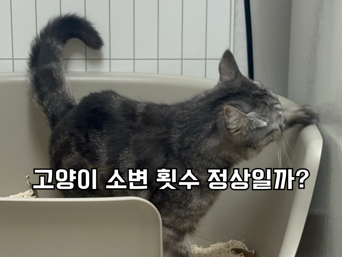 고양이 소변 횟수 정상 기준과 화장실 이상 신호 체크 썸네일