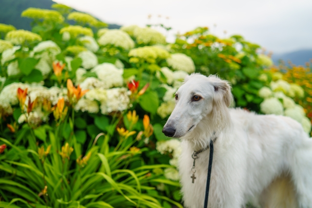 수국이 피는 정원을 산책하는 흰 대형견 보르조이