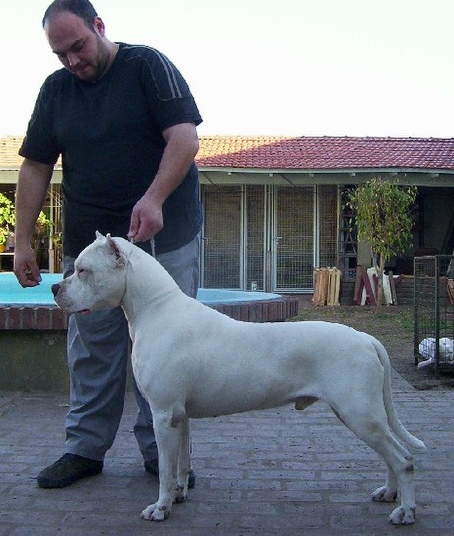 퓨마 사냥 도고 아르헨티노 견종