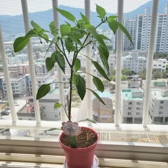 텃밭 고추 키우는 법 모종심기 지지대 순지르기 탄저병 예방_20